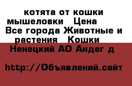 котята от кошки мышеловки › Цена ­ 10 - Все города Животные и растения » Кошки   . Ненецкий АО,Андег д.